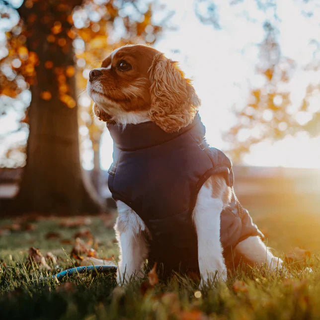 Kurtka dla Psa - Ochronna na Zimę i Warunki Atmosferyczne